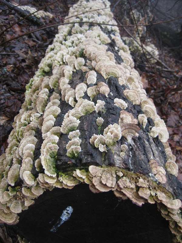 Fungus of the week!