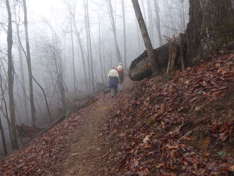 On a foggy day, the forest has a special kind of beauty.
