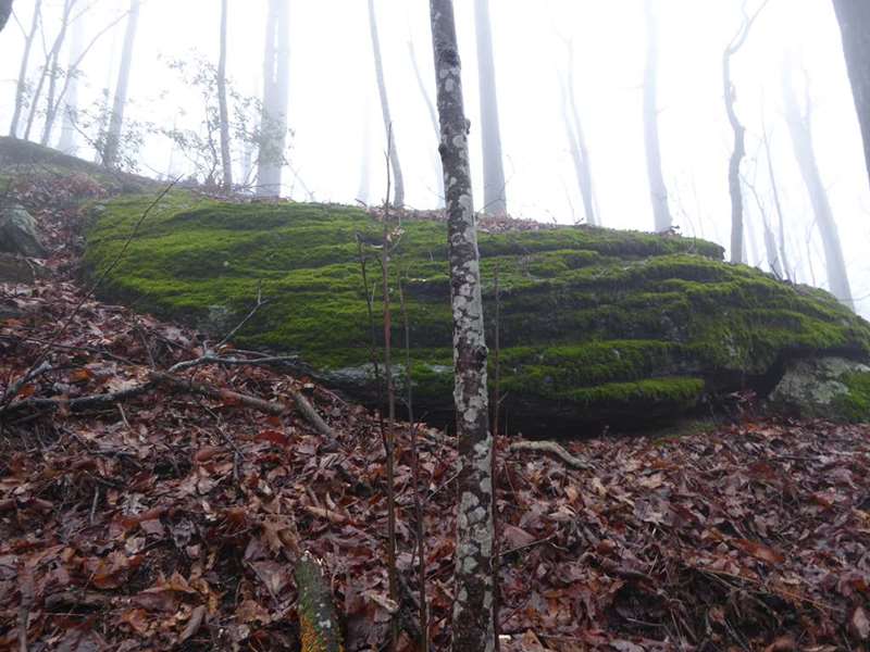 This boulder is completely covered in bright green moss.
