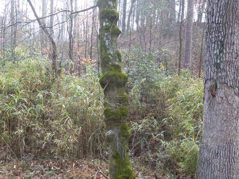 A great day for a walk in the woods!