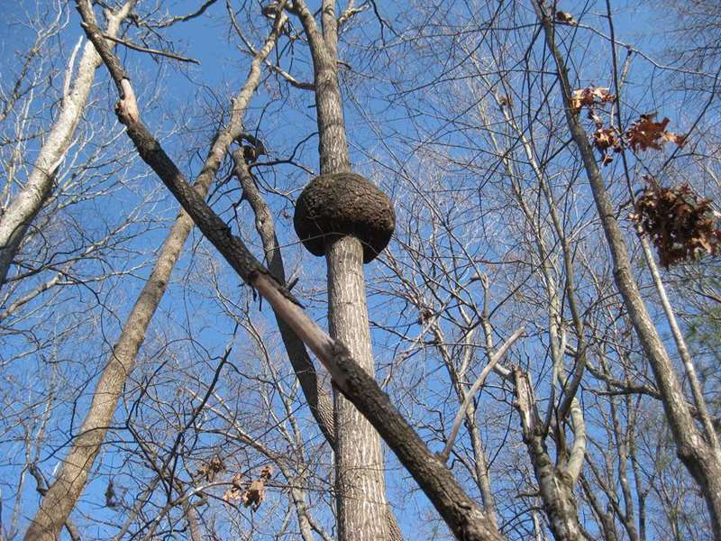 An amazing round burl on this tree!
