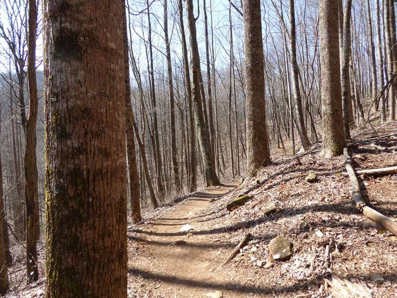 Lots of large tall Poplar Trees in this area.