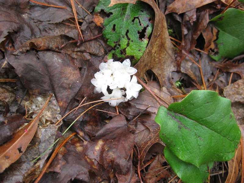 Wildflower season is just beginning! Trailing Arbutus.