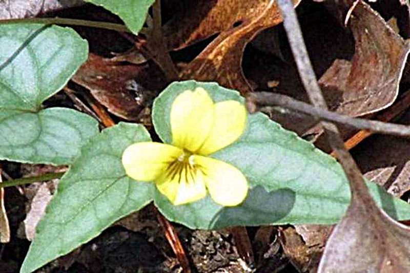Halberd-leaved Yellow Violet