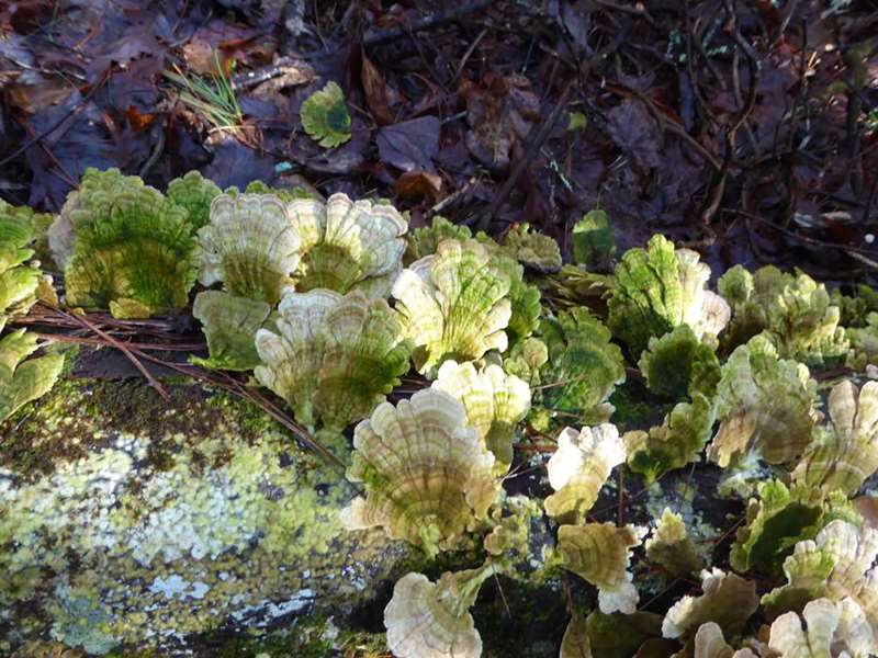 Fungus of the Week!