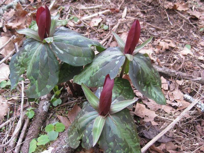 Wildflower season has arrived! Red Toadshade Trillium.