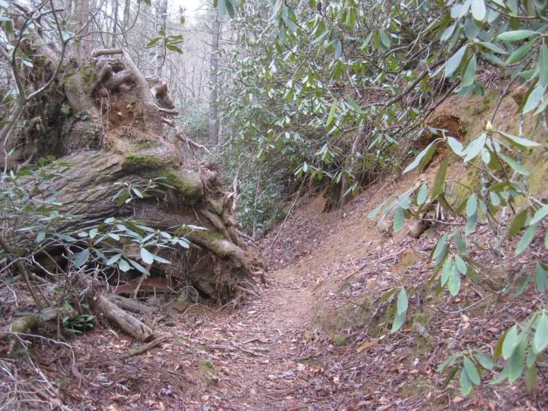 Quite a few trees were down but the trail was passable