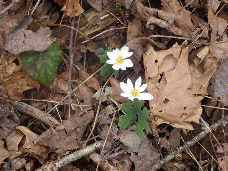 Beautiful Bloodroot was abundant.
