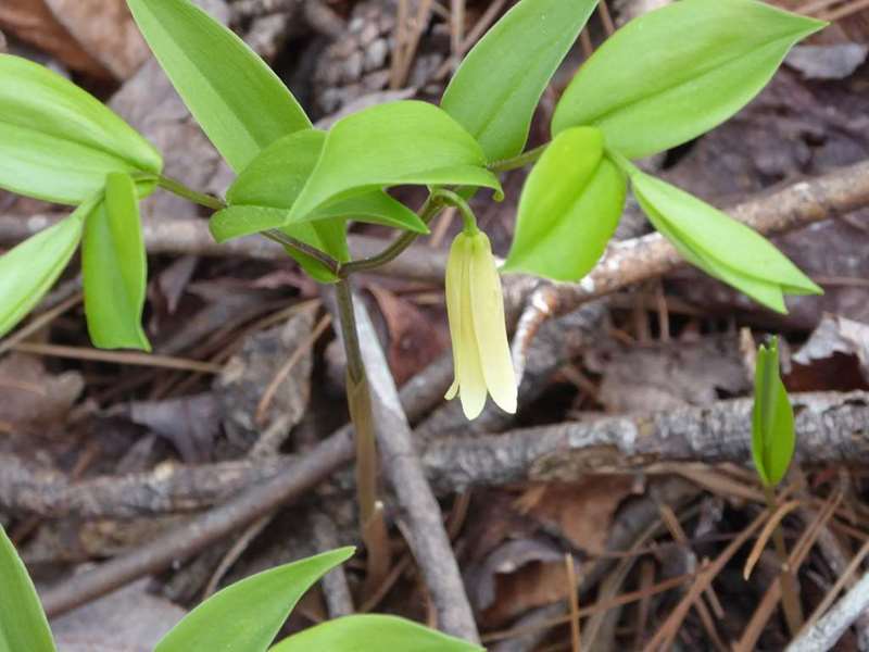 A good day for wildflowers - Small Bellwort.