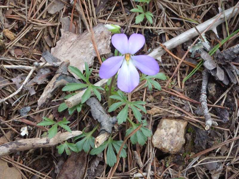Bird's Foot Violet