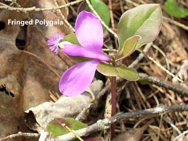 Fringed Polygala / Gay Wings