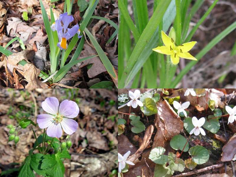 A great day for wildflowers. (top left then clockwise - Dwarf Iris Verna, Yellow Star Grass, Sweet White Violet and Wild Geranium..