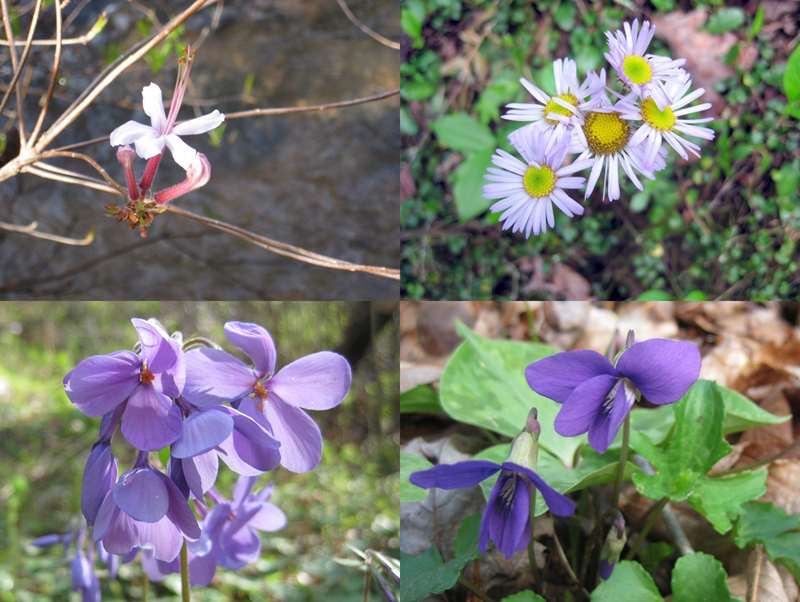 Wildflowers (top left then clockwise: Native Azalea, Robin's Plantain, Blue Violet and Phlox.
