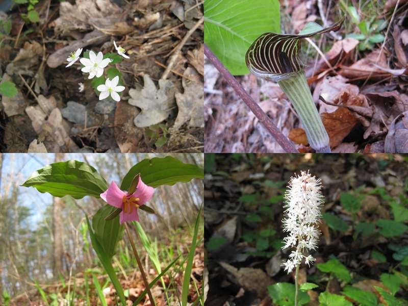 Wildflowers (top left then clockwise) Rue Anemone, Jack-in-the-Pulpit, Foam Flower, Catesby's Trillium.