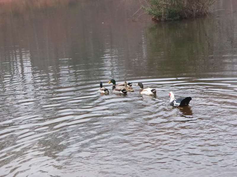 This is Fishing pond 1 at the start of the trail.
