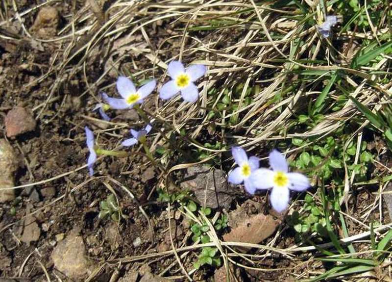 Very few wildflowers today. Mountain Bluet