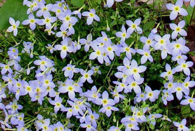 Bluets were the most abundant wildflower today.