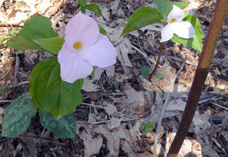 Large Flowered Trillium.