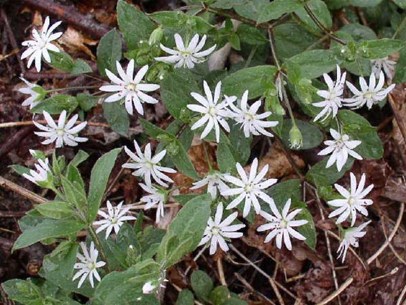 Star Chickweed.