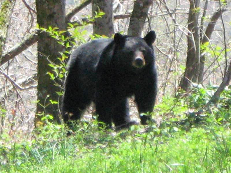 After the hike we spotted this healthy Black Bear just up the road from today's hike.