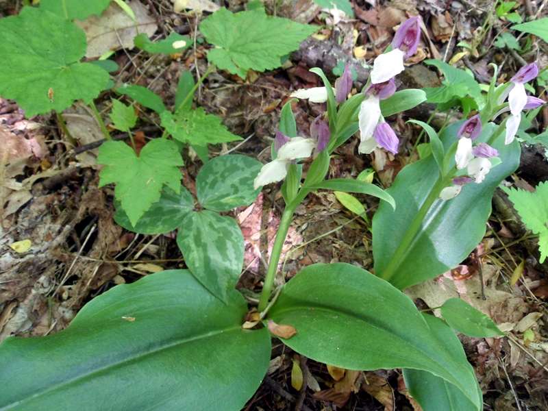 Showy Orchis.