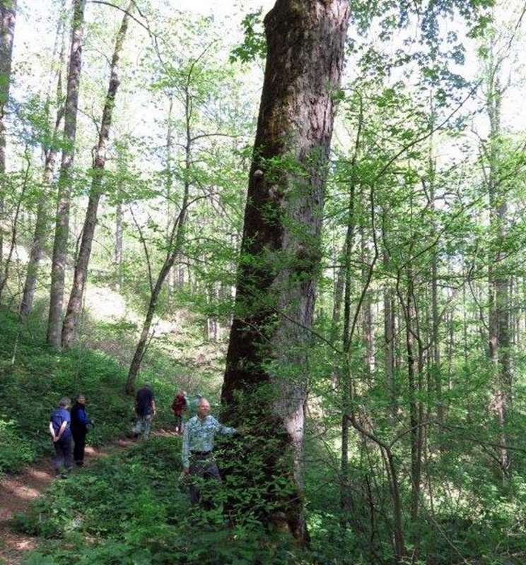 One of the largest Yellow Buckeye trees you will see anywhere.