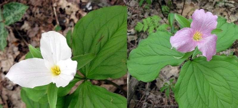 Large Flowered Trilliums are pure white when they first open and turn pink as the flower ages.