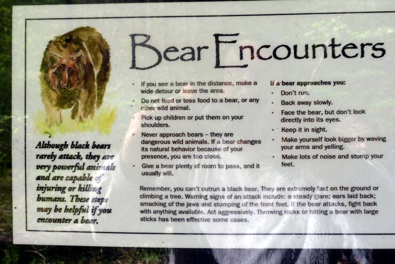 Bear safety tips!