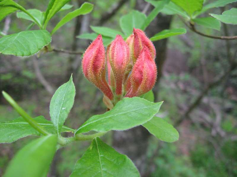 You can see why it is named Flame Azalea.