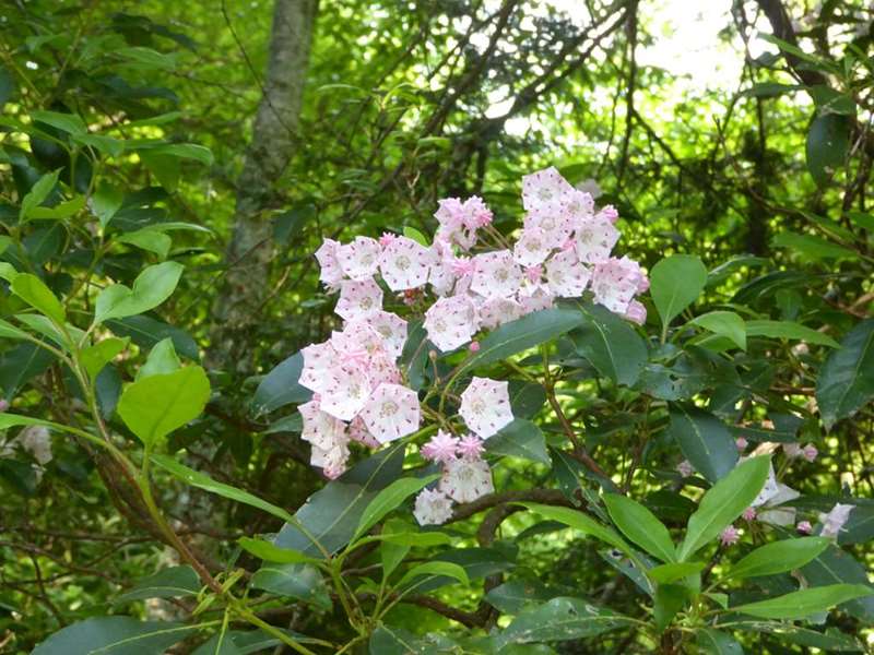 Mountain Laurel.