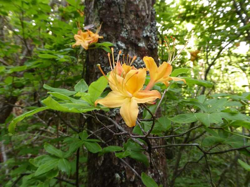 Flame Azalea.