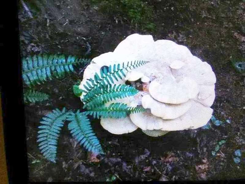 Mushroom of the Week