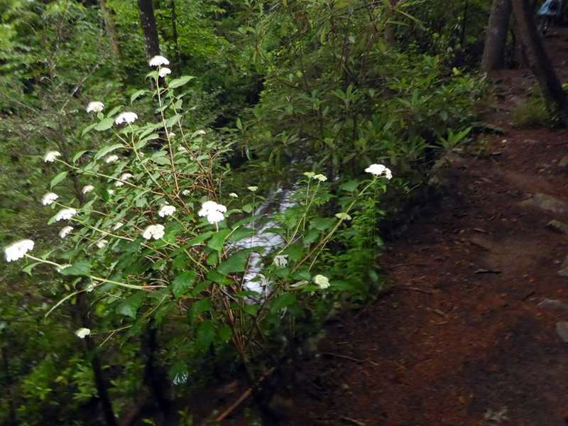The Wild Hydrangeas were blooming.