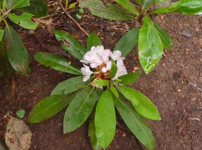 Rosebay Rhododendron