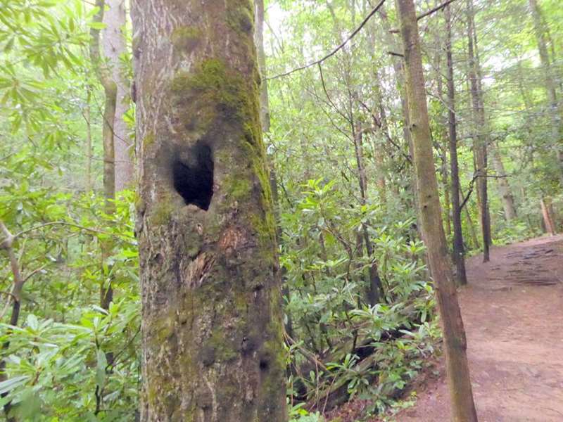 The Heart tree is still here.