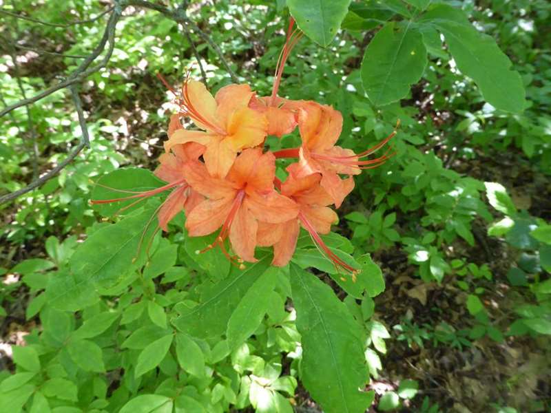 Lots of nice wildflowers along the trail : Flame Azalea