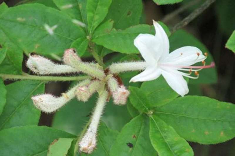 Sweet Azalea (Rhododendron aborescens)