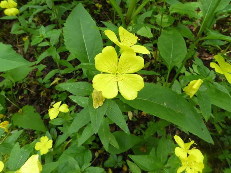 Sundrops