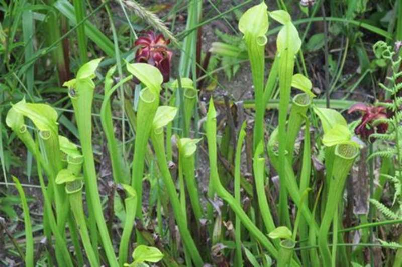 The Nature trail takes us by the pond and we saw lots of Pitcher Plants.