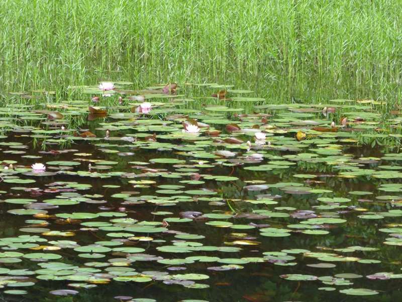 The Water Lilies were blooming.