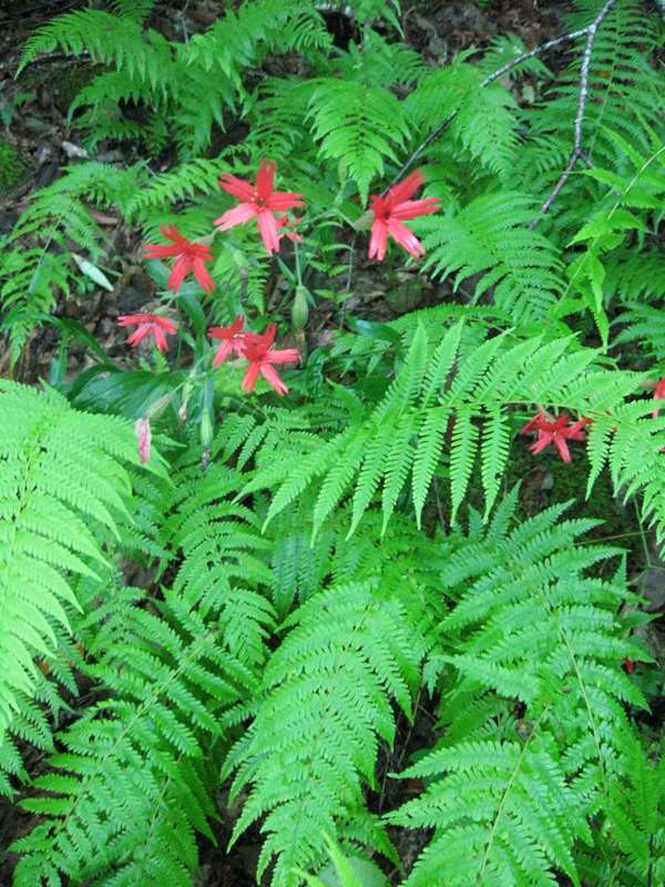 Firepinks blooming mixed with fern.
