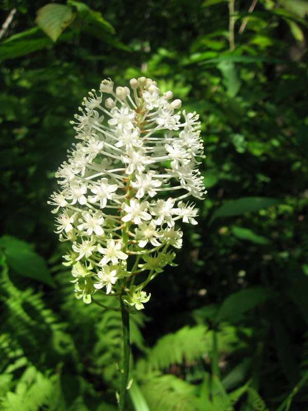 Wildflower - Fly Poison