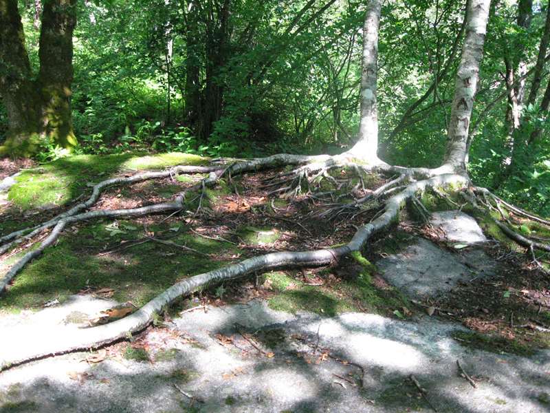 Amazing roots climbing over rocks.