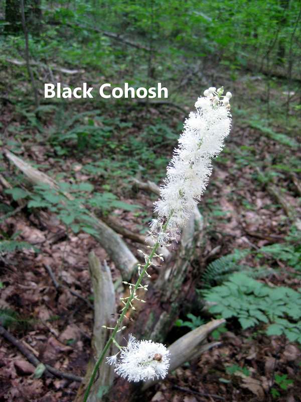 Nice summertime wildflowers.