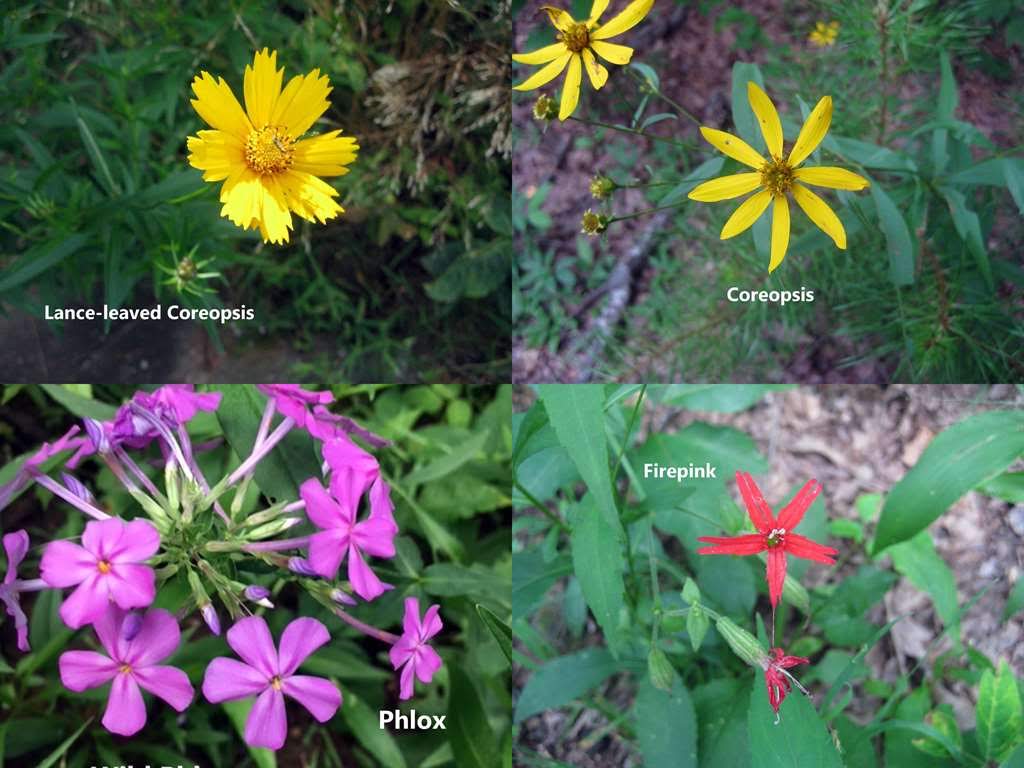 More Summertime wildflowers!