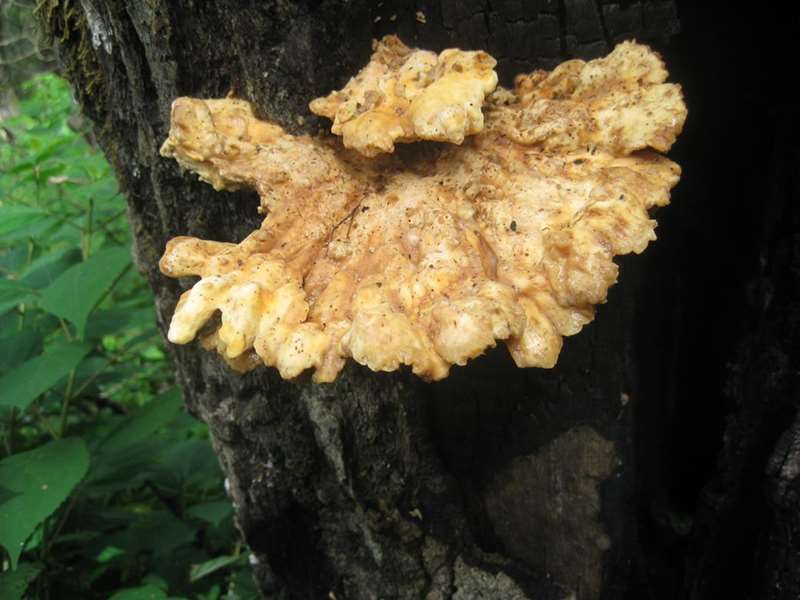 Fungus of the week!