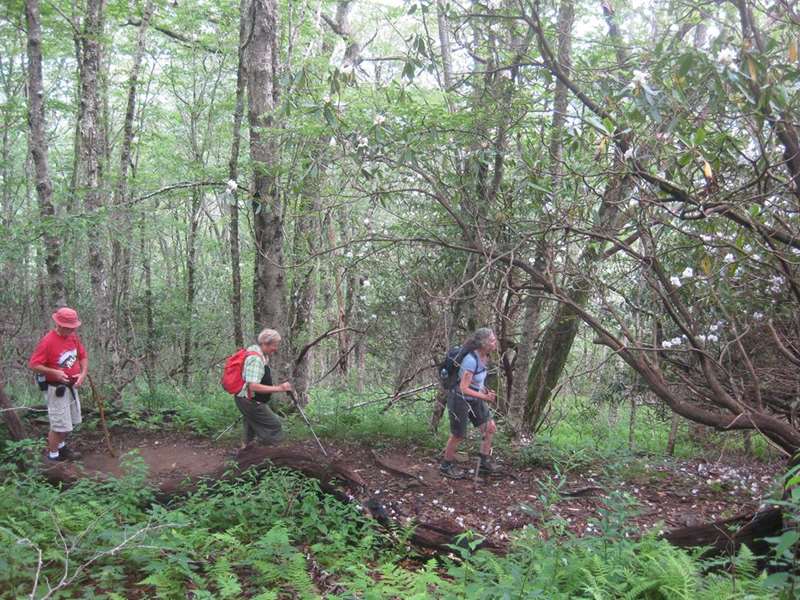 Here, the trail is littered with Rhodendron petals!