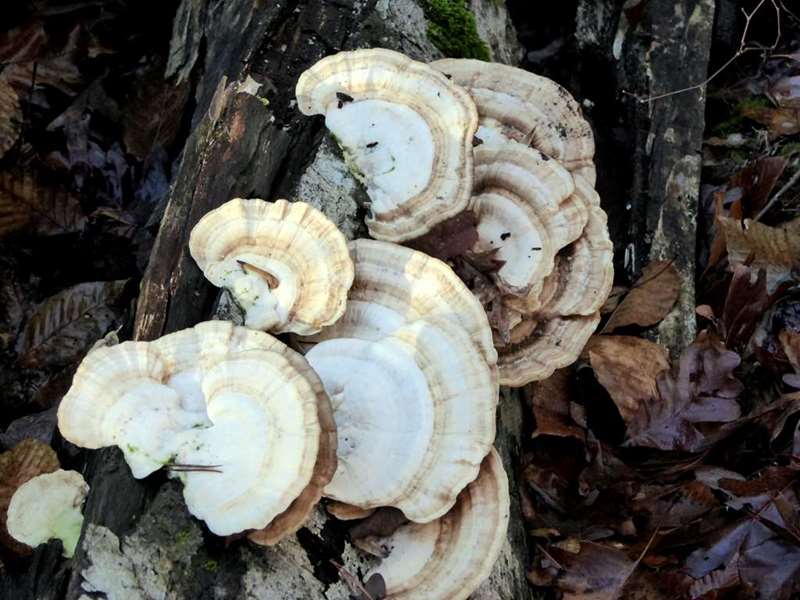 Fungus of the week!