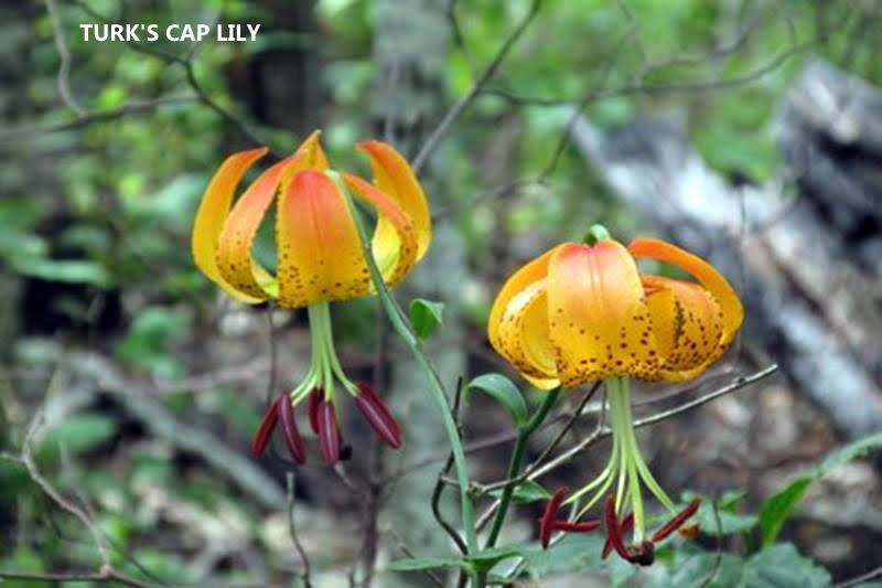 Lots of wildflowers today! Click the link at the bottom to see them all..