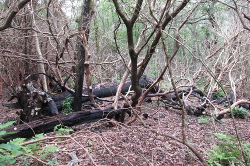 We still see remnants of the devastating forest fire from a couple of years ago.